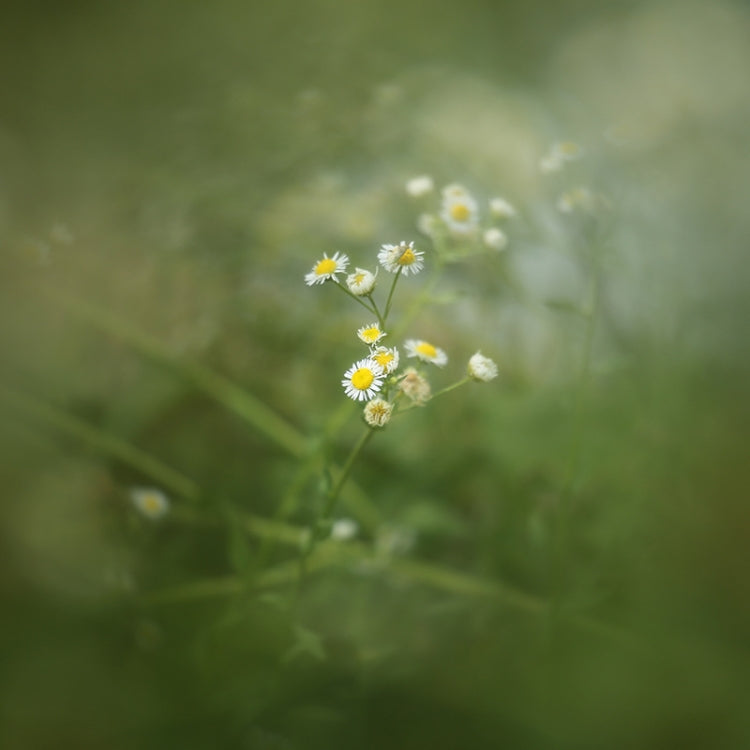 Central Exposure Edge Blur Close-Up Photography Special Effects Filter, 49mm, 52mm, 55mm, 58mm, 62mm, 67mm, 72mm, 77mm, 82mm