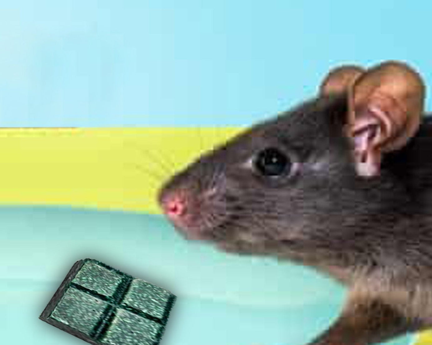 297 100gm PCI Roban the Rat Killer (Brown) BIG 