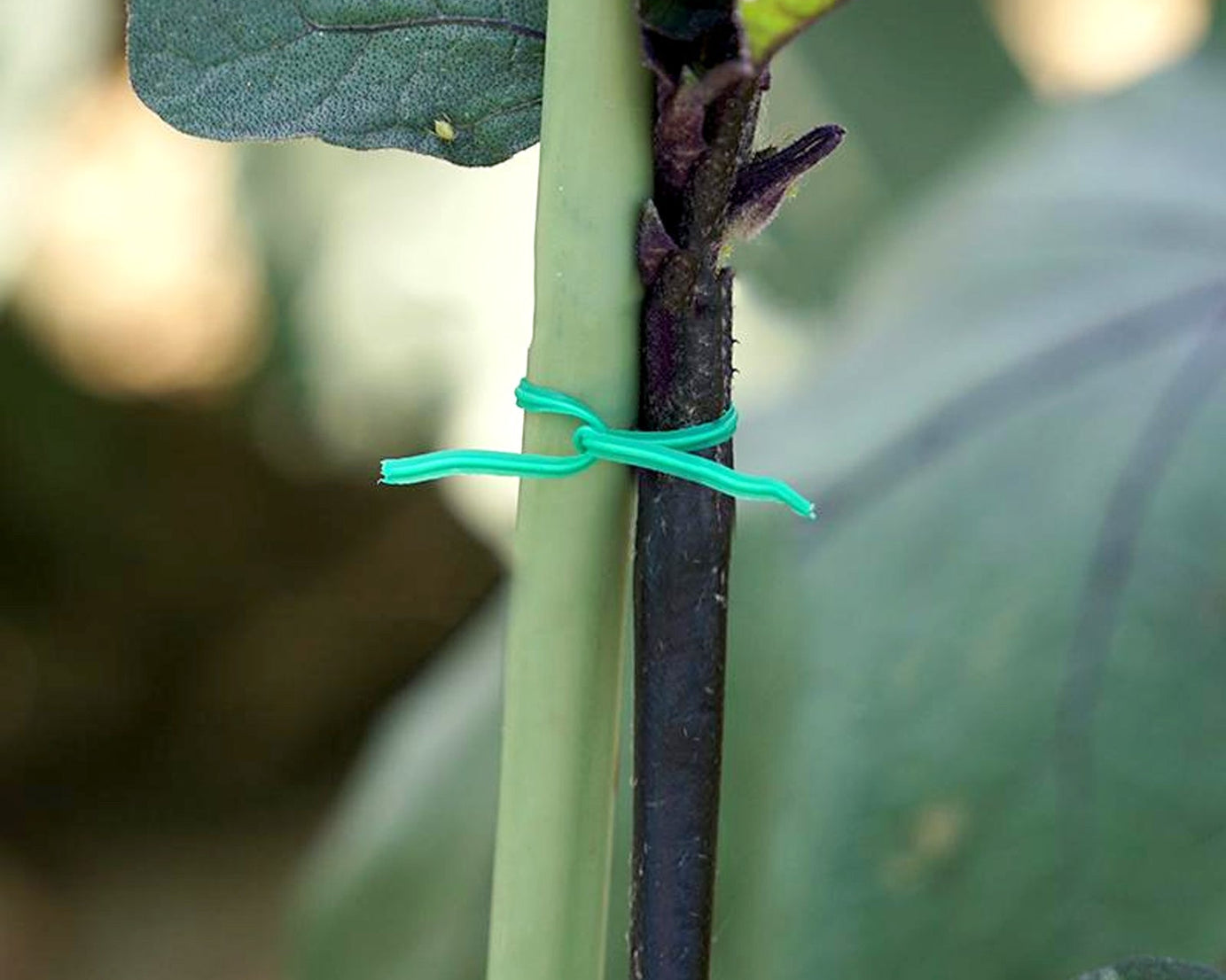 Green twist tie wire spool with built-in cutter for garden and yard.