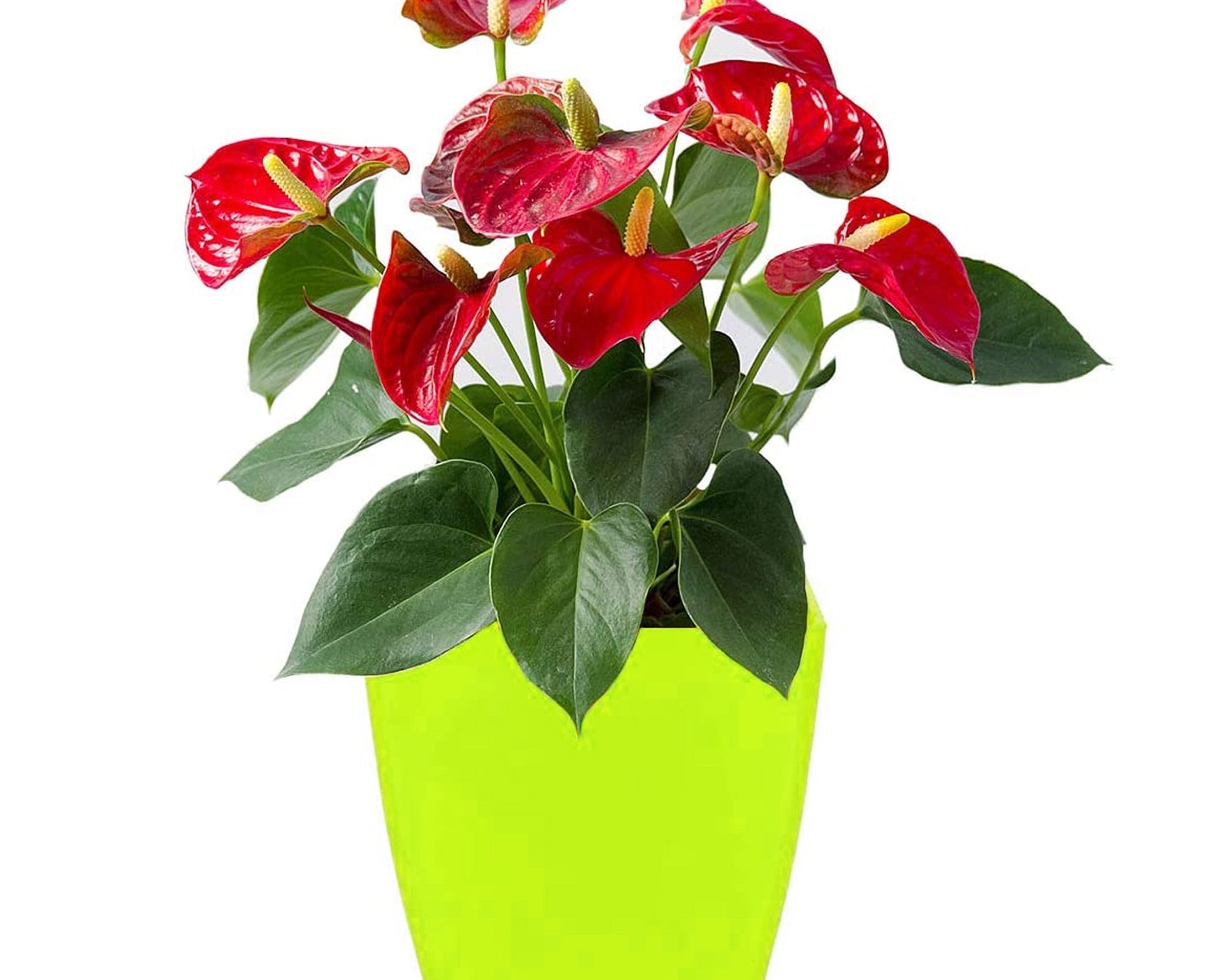 Square plastic planters for indoor or outdoor use